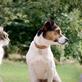 Pets at Home